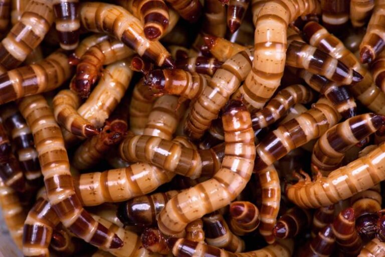 An Ultimate Guide About Maggot Like Worms In House And How To Get Rid Of Them?
