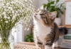 The Ultimate Guide to Is Baby’s Breath Toxic to Cats? Bouquet Safety, Warning Signs, and Pro Tips Is Baby’s Breath Toxic to Cats